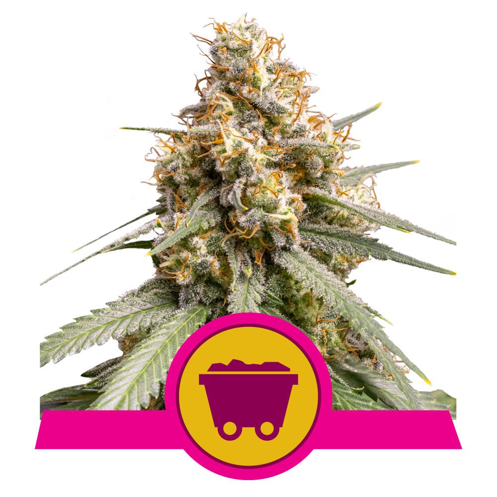 SHINING SILVER HAZE STRAIN - SeedySide