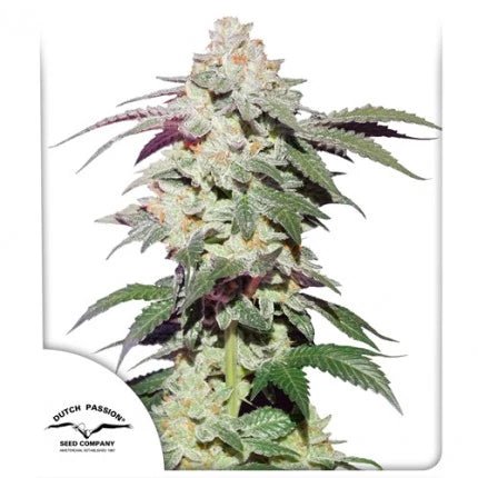SKYWALKER HAZE STRAIN - SeedySide