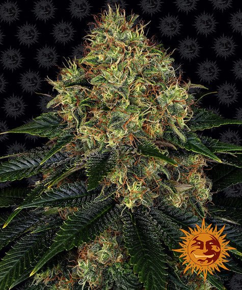 SKYWALKER OG AUTO STRAIN - SeedySide