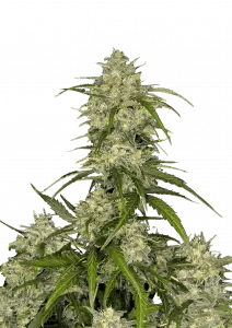 SOUR JEALOUSY AUTO STRAIN - SeedySide