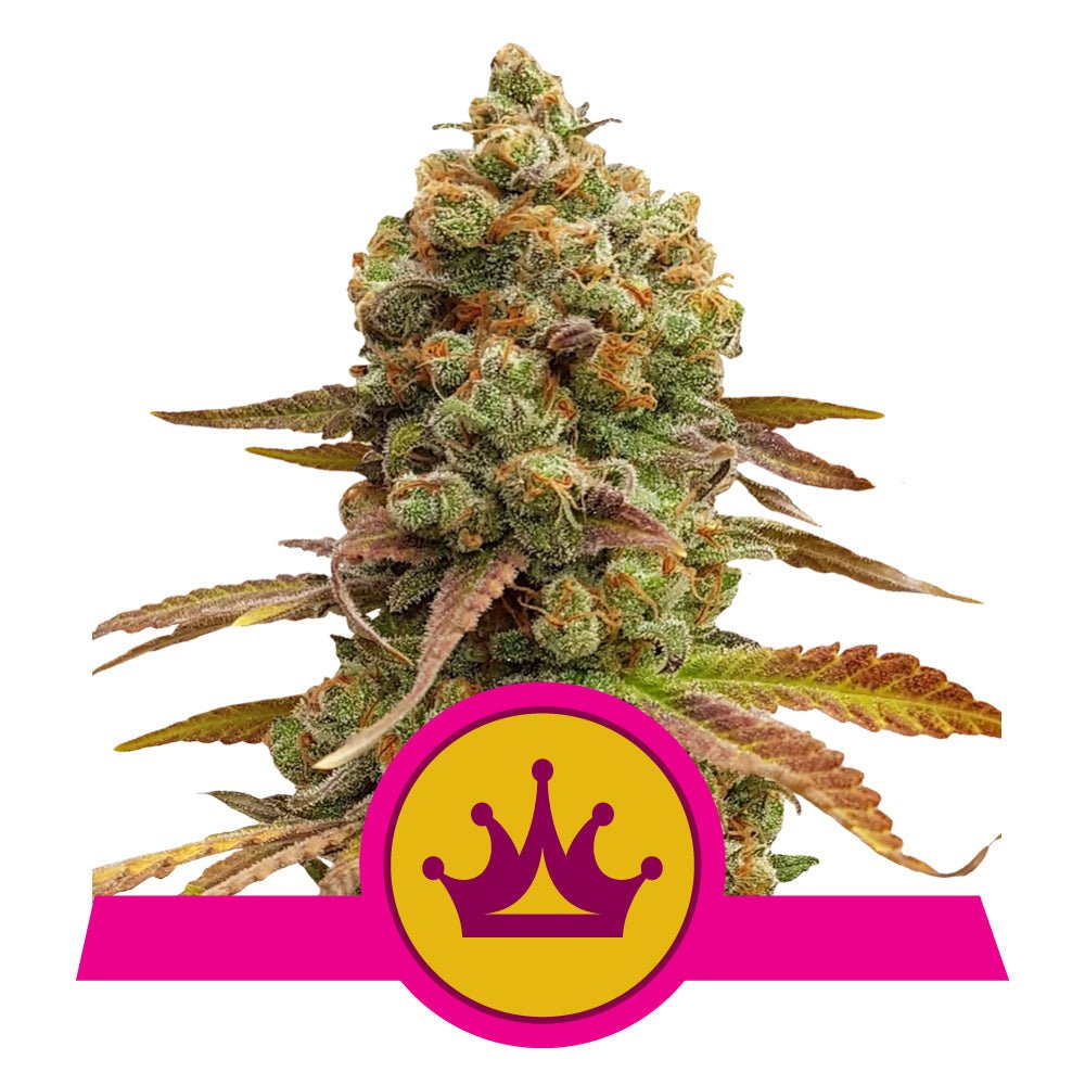 SPECIAL QUEEN 1 STRAIN - SeedySide