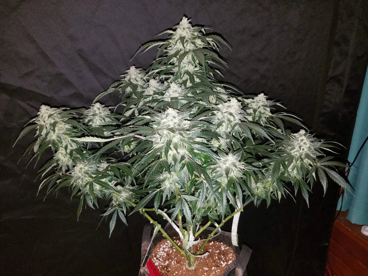 STARDAWG AUTO STRAIN - SeedySide
