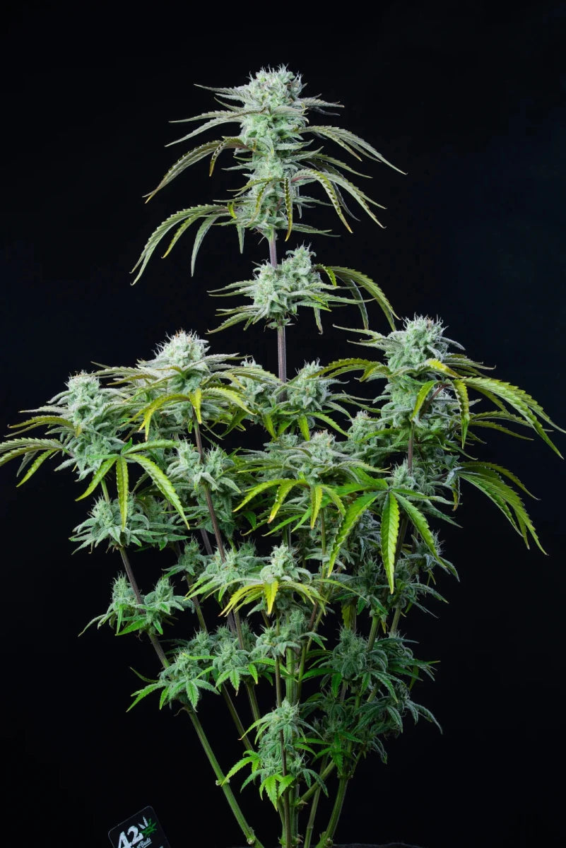 STRAWBERRY BANANA AUTO STRAIN - SeedySide