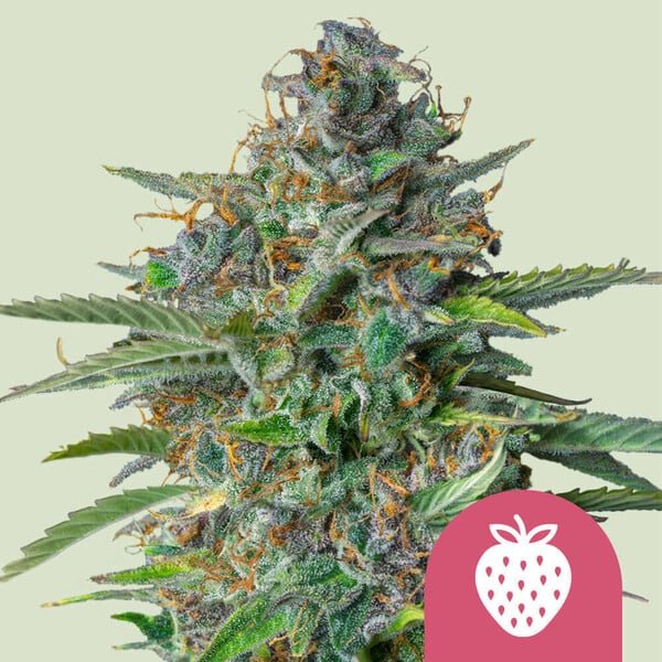STRAWBERRY COUGH STRAIN - SeedySide