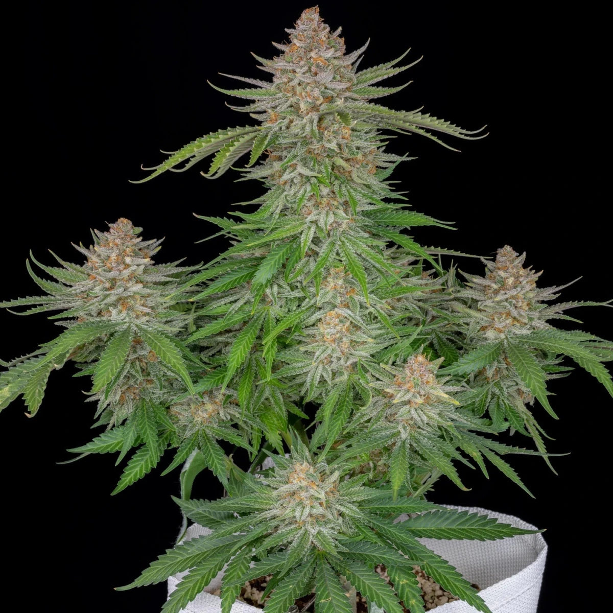 STRAWBERRY PIE AUTO STRAIN - SeedySide