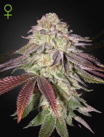 SUGARLATO: KING'S TART X GELATO 41 AUTO STRAIN - SeedySide