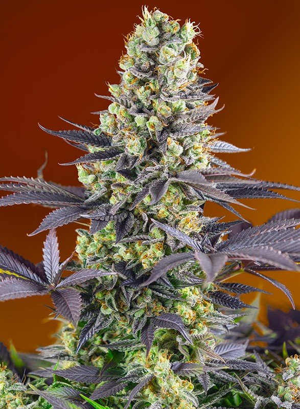 SWEET ZENZATION STRAIN - SeedySide