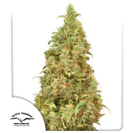 THC VICTORY STRAIN - SeedySide