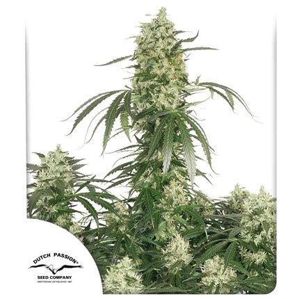THE ULTIMATE STRAIN - SeedySide