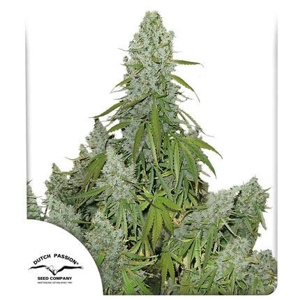 ULTIMATE AUTO STRAIN - SeedySide