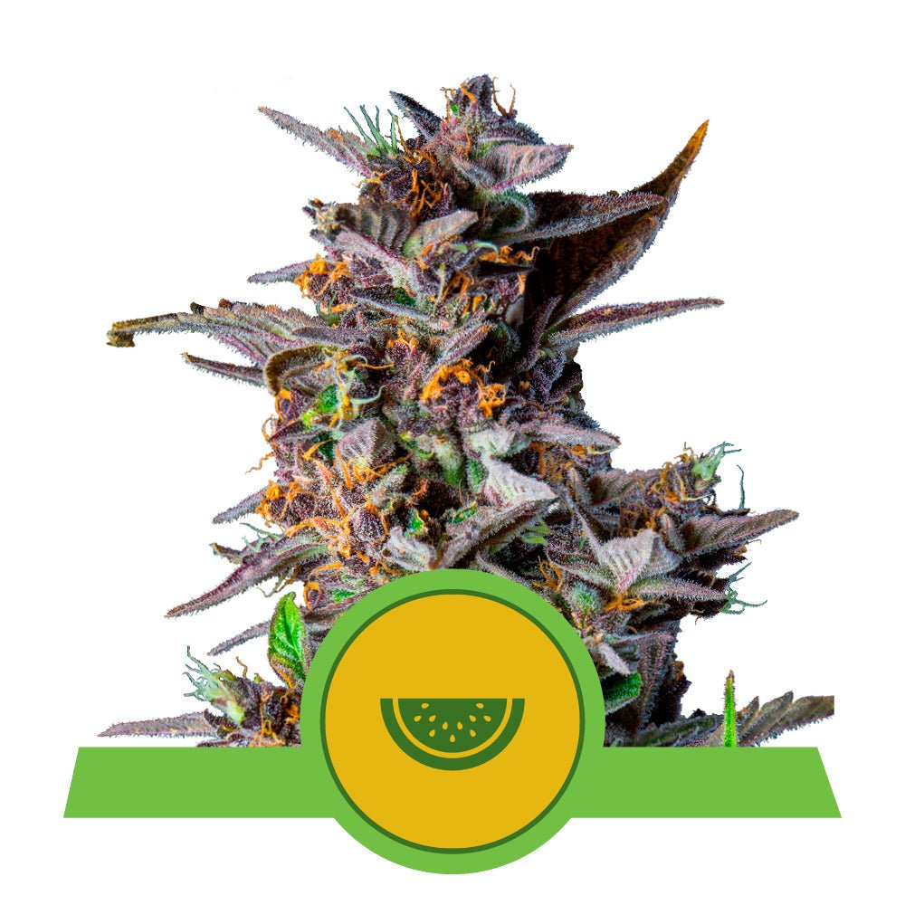 WATERMELON AUTO STRAIN - SeedySide