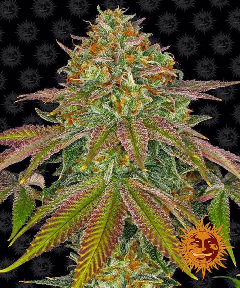 WEDDING CAKE STRAIN - SeedySide