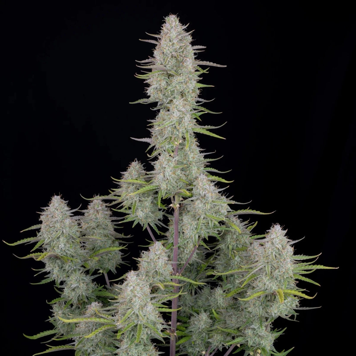 WEDDING CHEESECAKE AUTO STRAIN - SeedySide