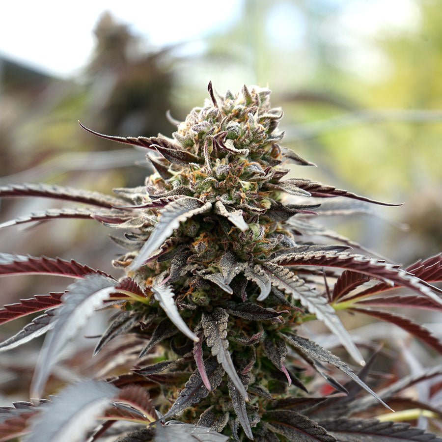 WHITE RUNTZ FASTFLOWERING STRAIN - SeedySide
