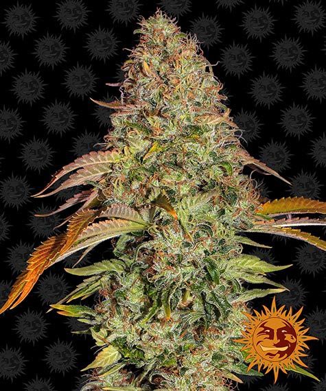 ZKITTLEZ OG AUTO STRAIN - SeedySide