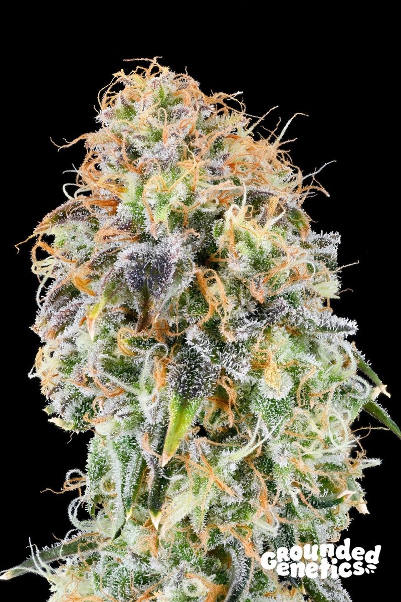 ZKUNK (EXODUS CHEESE X ZUNAMI) STRAIN - SeedySide