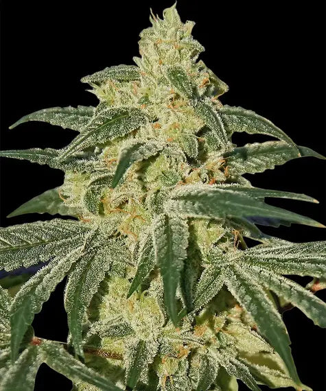VANILLA KUSH STRAIN
