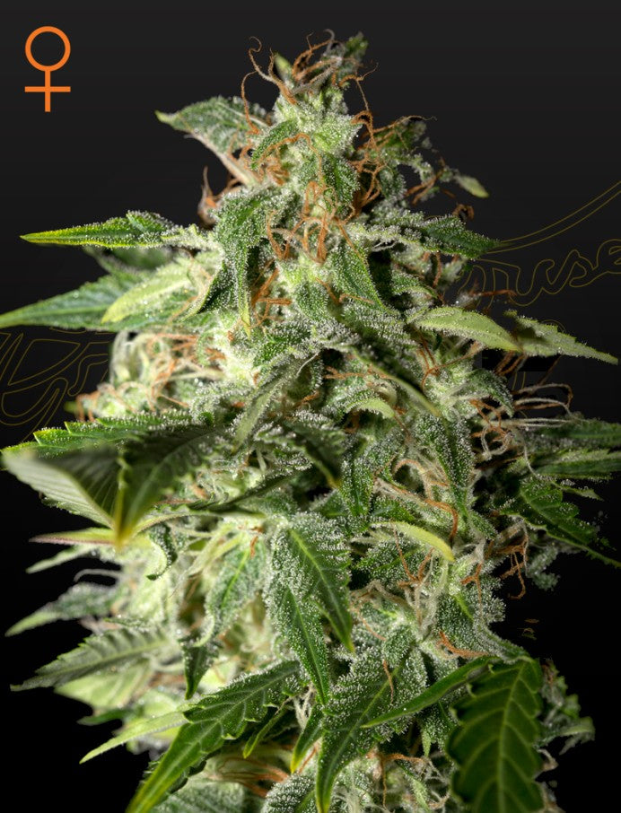 AFGOOEY AFGHAN X MAUI HAZE STRAIN