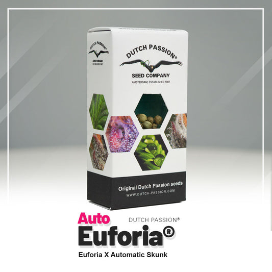 EUFORIA AUTO STRAIN