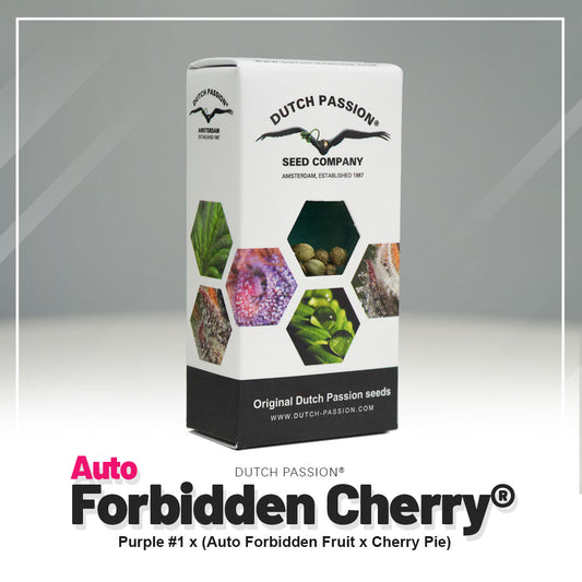 FORBIDDEN CHERRY AUTO STRAIN