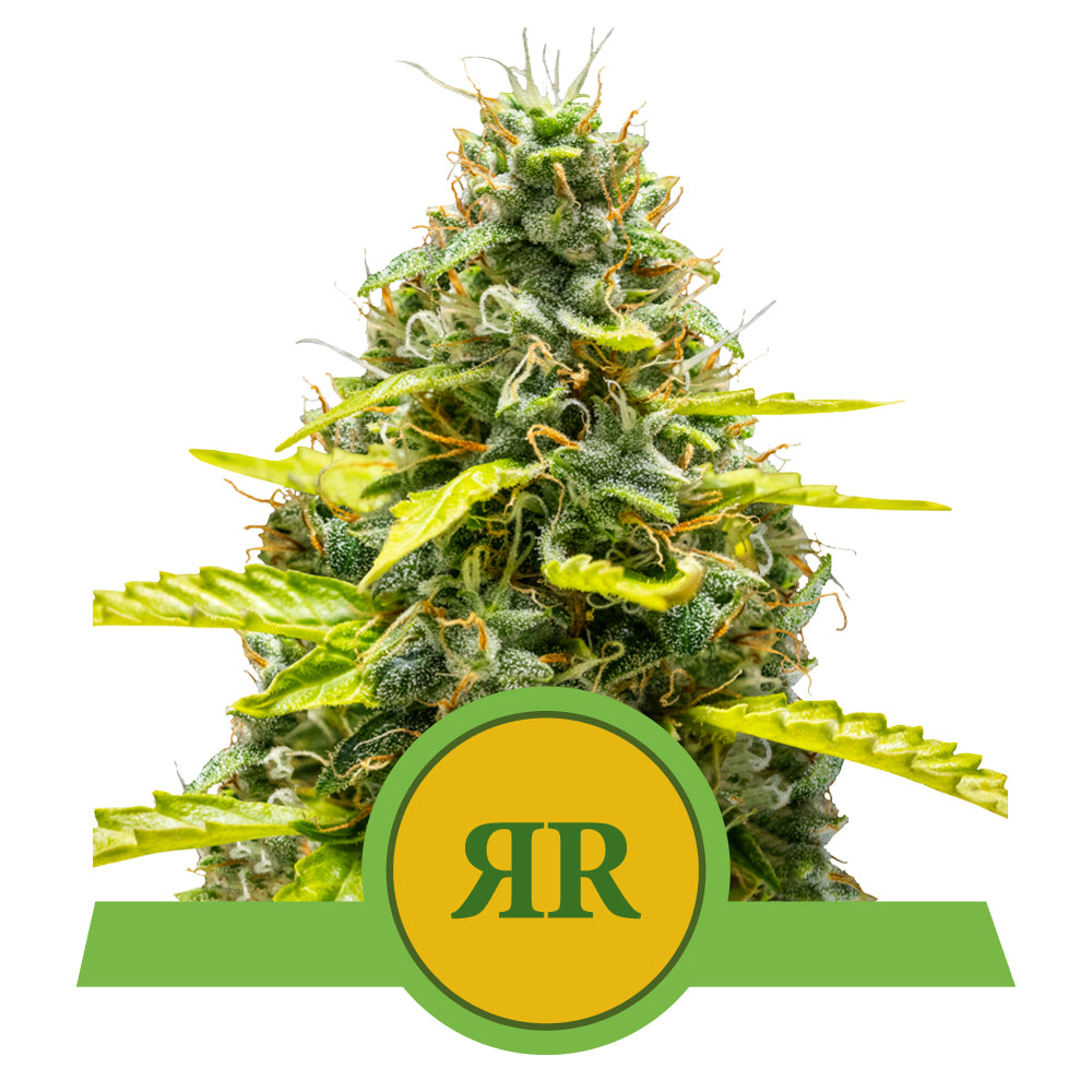 ROYAL RUNTZ AUTO STRAIN