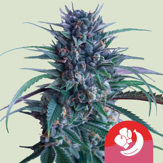 BANANA BRAWLER STRAIN