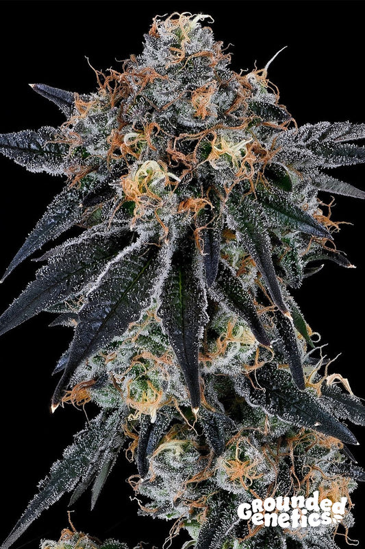 BLUE FUMEZ JUMPSHOT X RS11 STRAIN