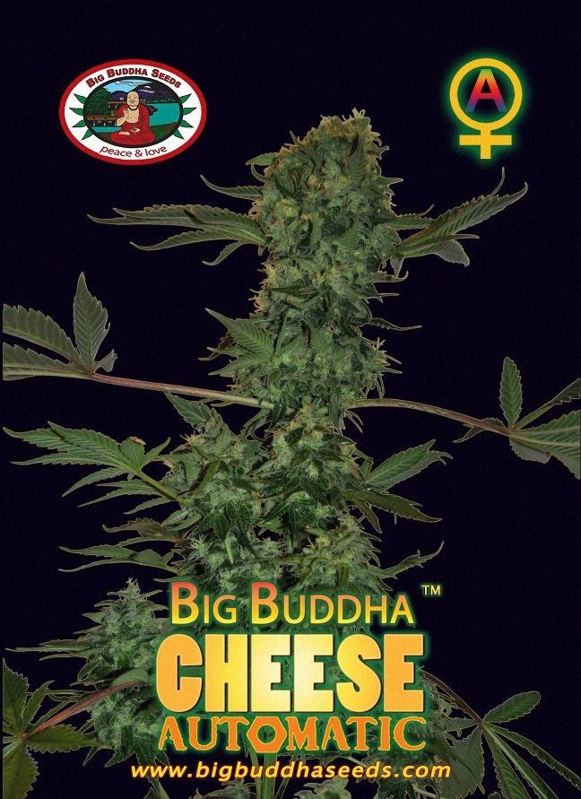 BIG BUDDHA: CHEESE AUTO