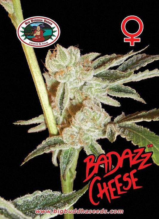 BIG BUDDHA: BADAZZ CHEESE