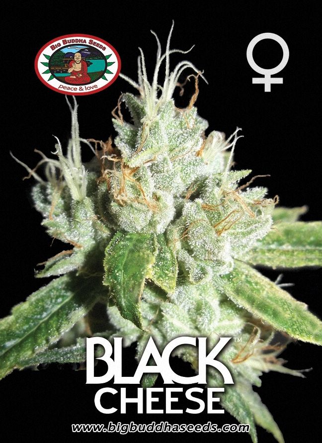 BIG BUDDHA: BLACK CHEESE
