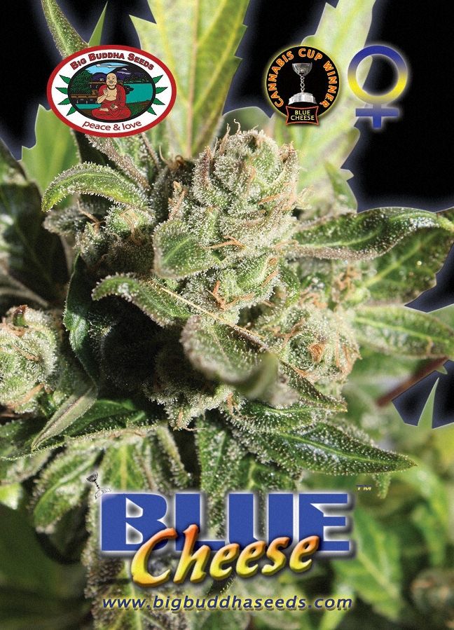 BIG BUDDHA: BLUE CHEESE