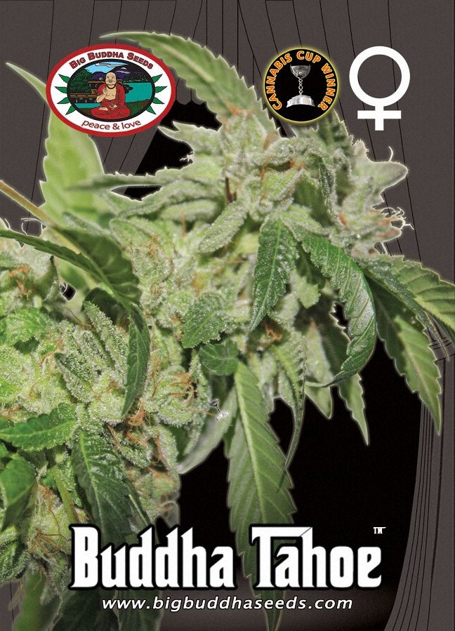 BIG BUDDHA: TAHOE OG