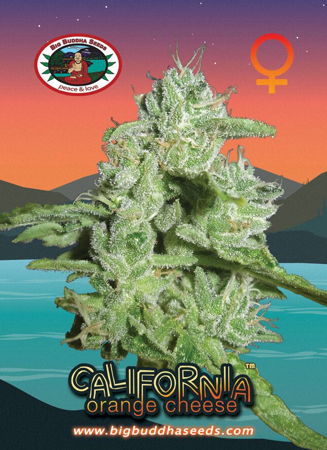 BIG BUDDHA: CALIFORNIA ORANGE CHEESE