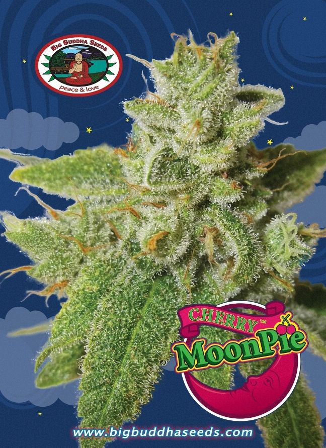 BIG BUDDHA: CHERRY MOON PIE