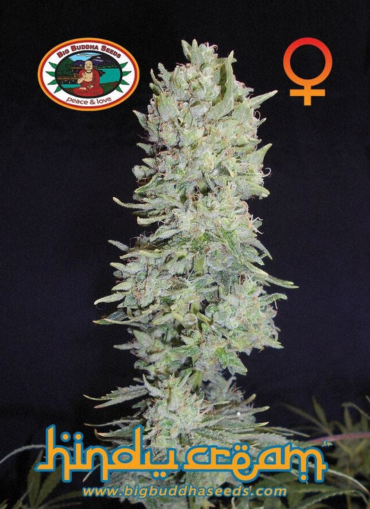 BIG BUDDHA: HINDU CREAM