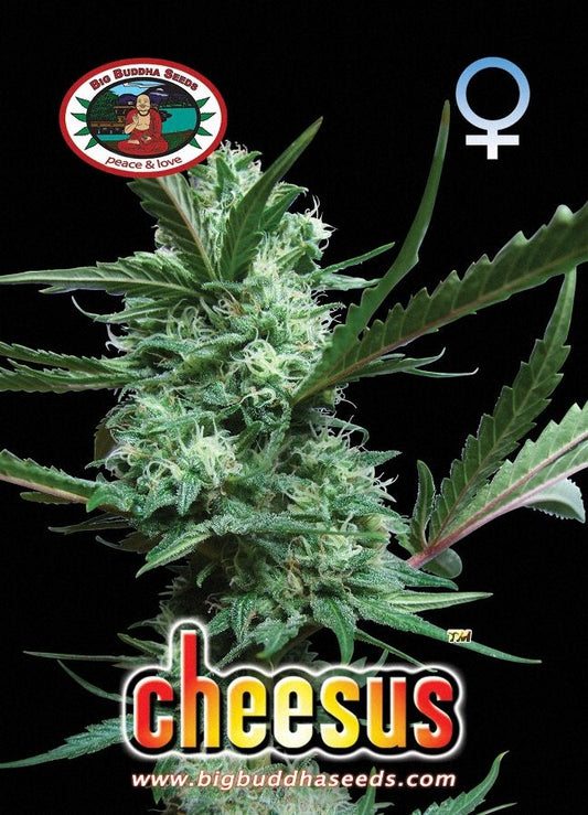 BIG BUDDHA: CHEESUS