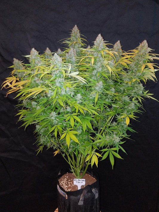 CALIFORNIAN SNOW AUTO STRAIN