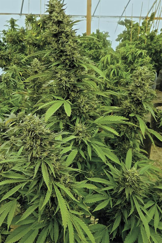 CHEMDAWG REGULAR STRAIN