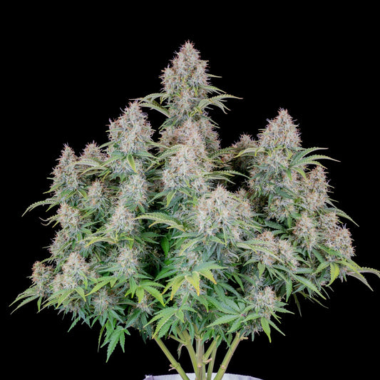 CINDERELLA AUTO STRAIN