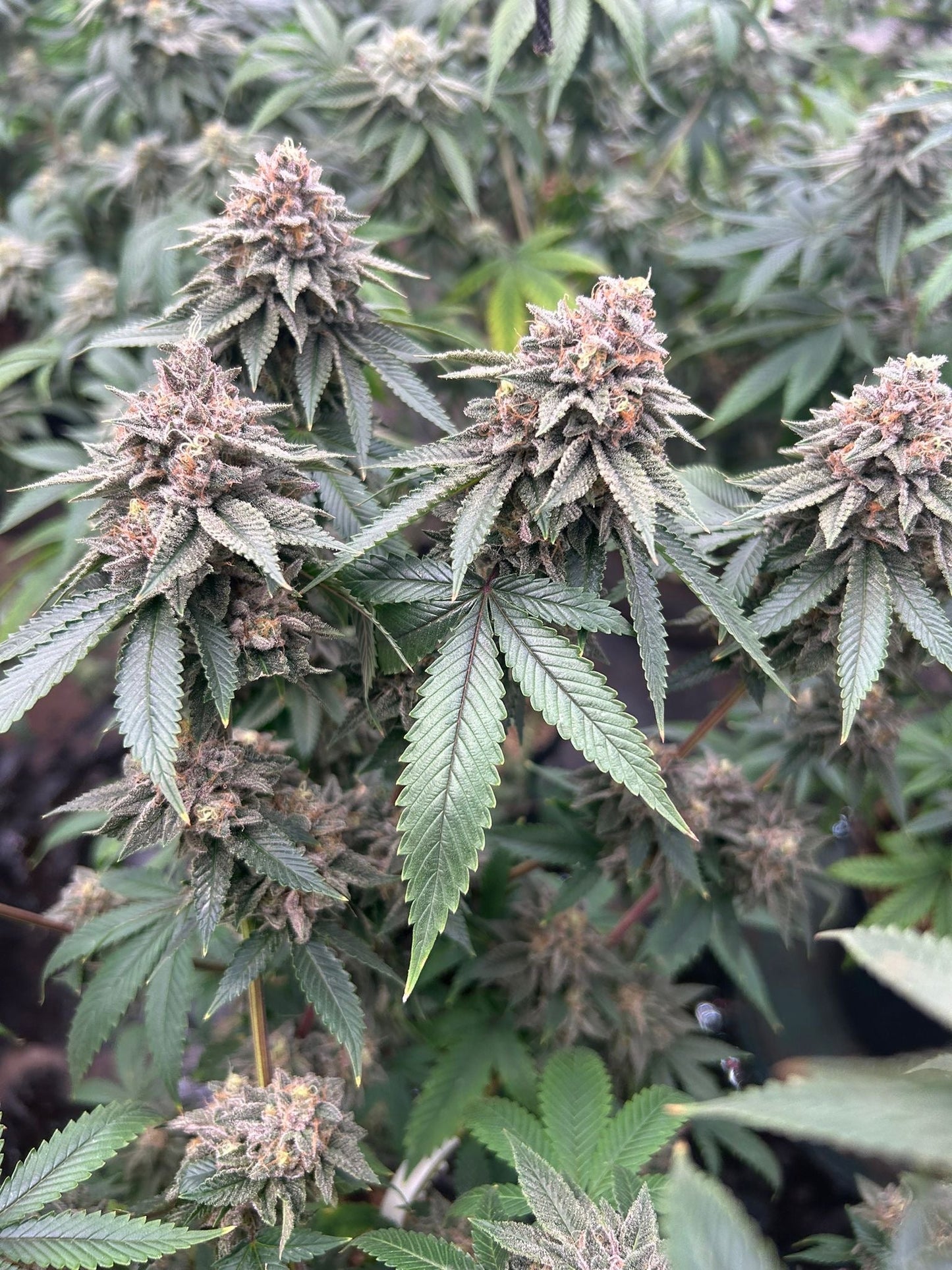 BLOOD DIAMONDS 2.0 STRAIN