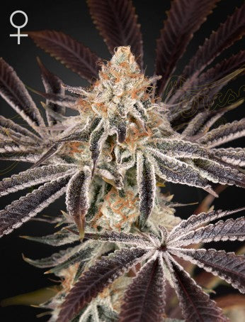 DARK PHOENIX: TRAINWRECK X JACK HERER STRAIN