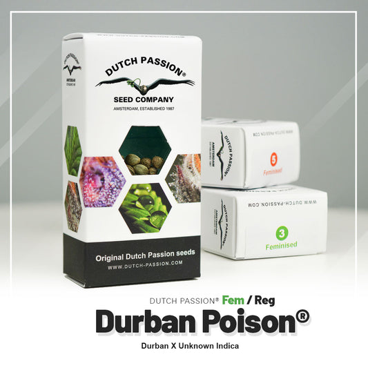 DURBAN POISON STRAIN