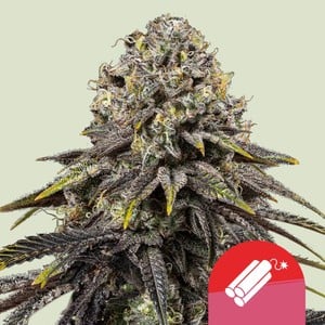 DYNAMITE DIESEL STRAIN