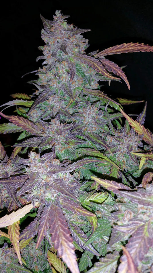 FASTBERRY AUTO STRAIN