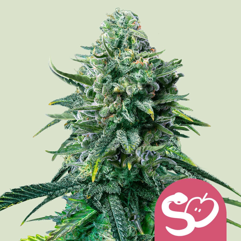FORBIDDEN FRUIT STRAIN