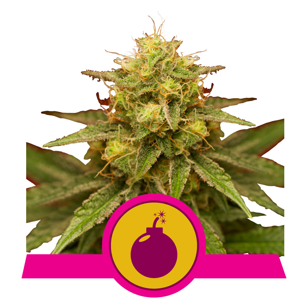 ROYAL DOMINA STRAIN