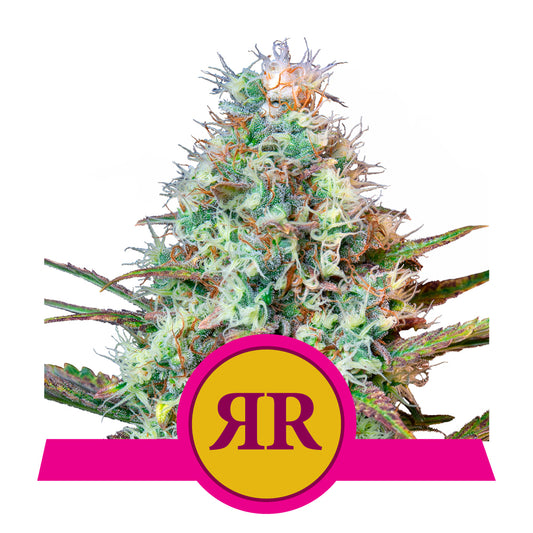 ROYAL RUNTZ STRAIN