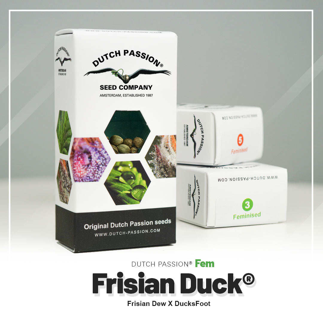 FRISIAN DUCK STRAIN