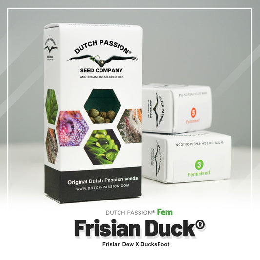 FRISIAN DUCK STRAIN