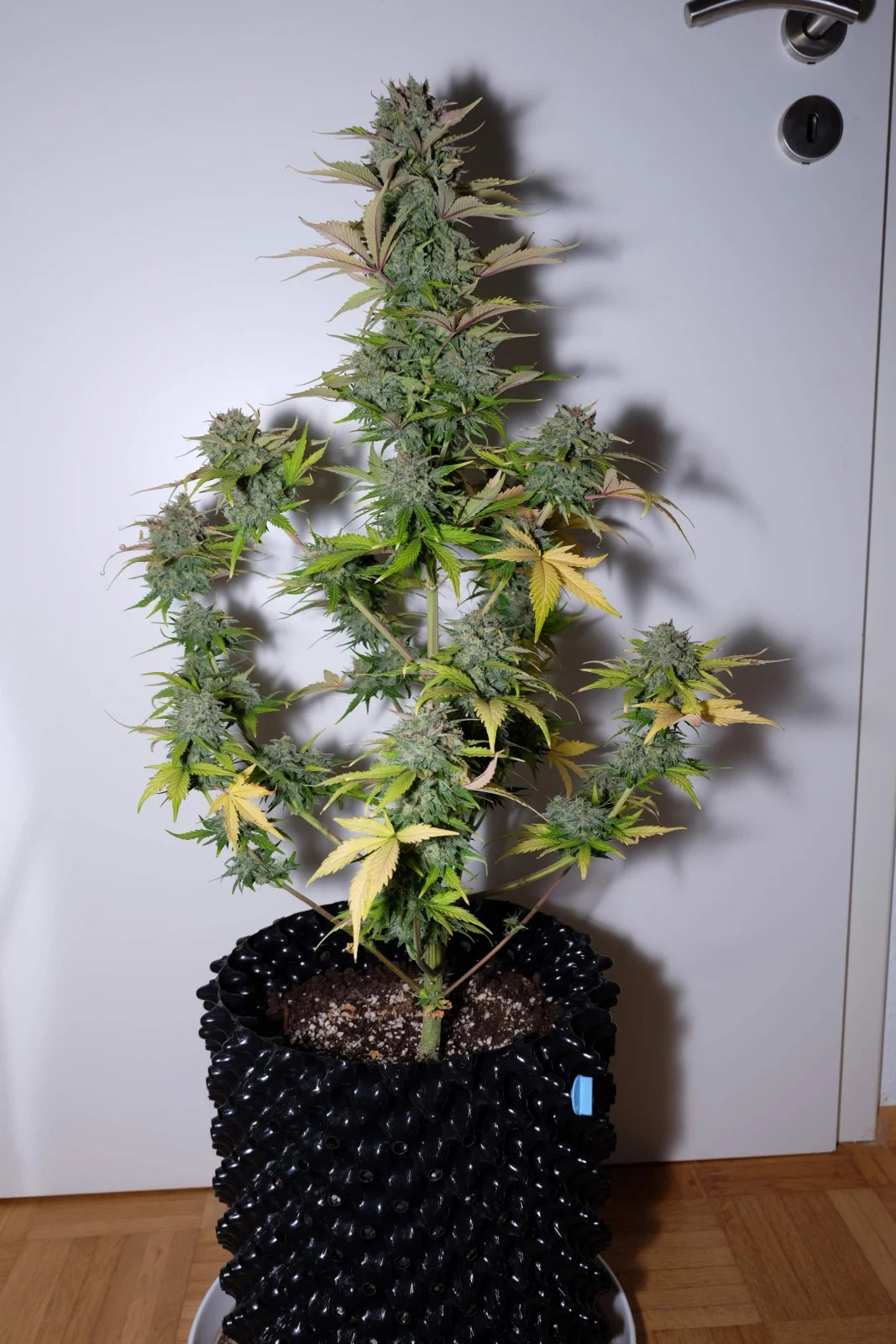 G14 AUTO STRAIN